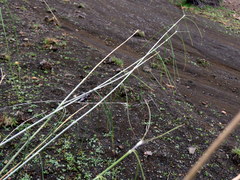 Gomphocarpus filiformis