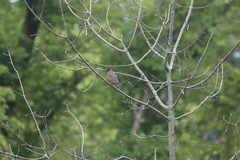 Turdus migratorius