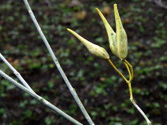 Gomphocarpus filiformis