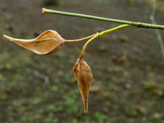 Gomphocarpus filiformis