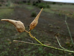Gomphocarpus filiformis