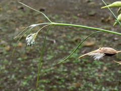 Gomphocarpus filiformis