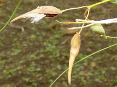 Gomphocarpus filiformis