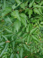 Sambucus nigra