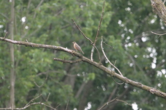 Turdus migratorius
