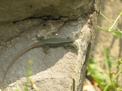 Darevskia portschinskii