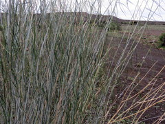 Gomphocarpus filiformis