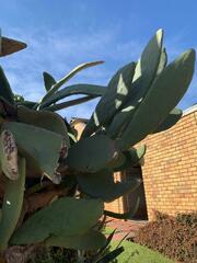 Opuntia ficus-indica