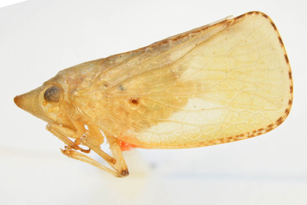 Batusa agilis