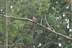 Turdus migratorius