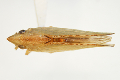 Batusa agilis