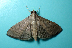 Omiodes tristrialis