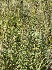 Solidago speciosa rigidiuscula