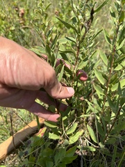 Solidago speciosa rigidiuscula