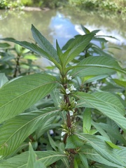 Hygrophila costata