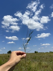 Dichanthelium neuranthum