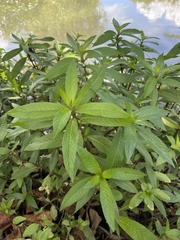Hygrophila costata