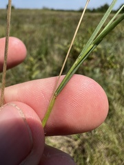 Dichanthelium neuranthum