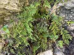 Pityrogramma chrysophylla gabrielae