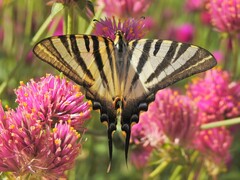 Iphiclides feisthamelii