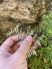 Pityrogramma chrysophylla gabrielae