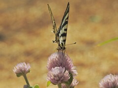 Iphiclides feisthamelii