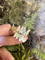 Pityrogramma chrysophylla gabrielae