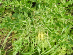 Cirsium arvense arvense