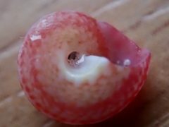 Coelotrochus carmesinus