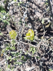 Yeatesia platystegia
