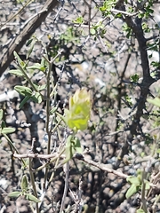 Yeatesia platystegia