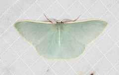 Chlorocoma assimilis