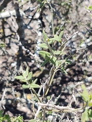 Yeatesia platystegia
