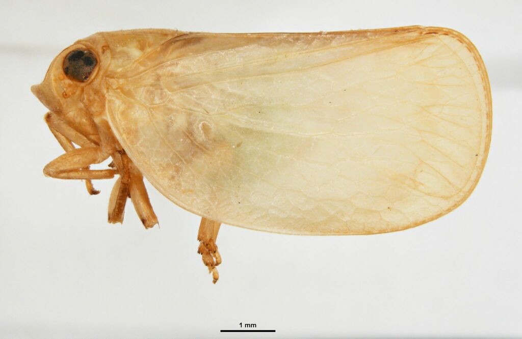 Bulldolonia