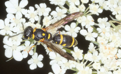 Parancistrocerus pedestris
