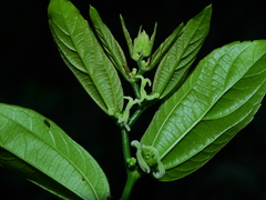 Celtis iguanaea