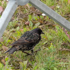 Sturnus vulgaris