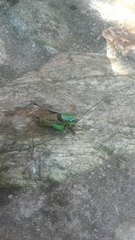 Eupholidoptera chabrieri