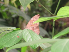 Morpho menelaus amathonte