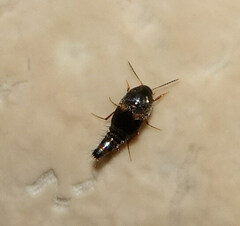 Sepedophilus bipustulatus