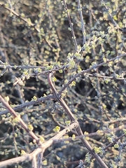 Citharexylum brachyanthum
