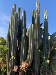 Cereus repandus