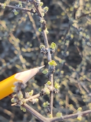 Citharexylum brachyanthum