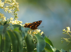 Symbrenthia lilaea formosanus