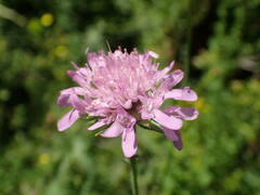 Knautia arvernensis