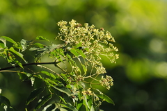 Tetradium glabrifolium