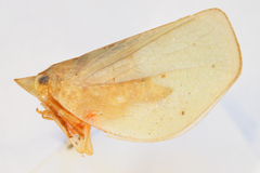 Chlorochara vivida