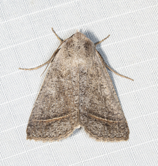 Pantydia capistrata