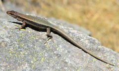 Iberolacerta bonnali