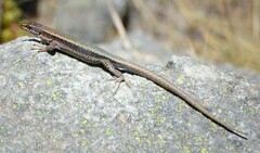 Iberolacerta bonnali